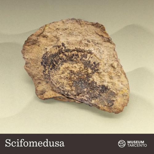 Scifomedusa